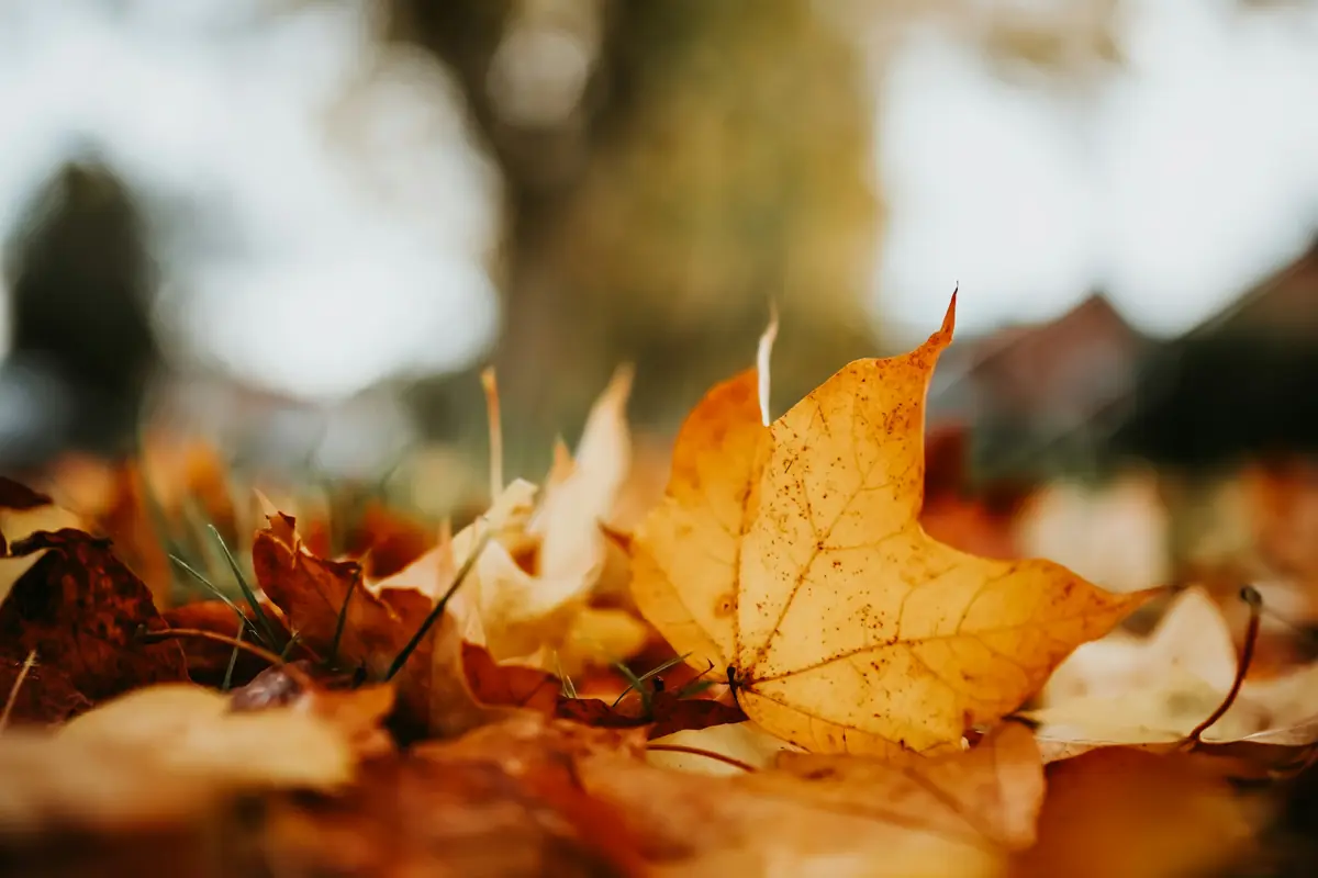 Autumn Leaves